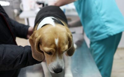 The Role of Chiropractic Care in Maintaining Mobility for Senior Pets